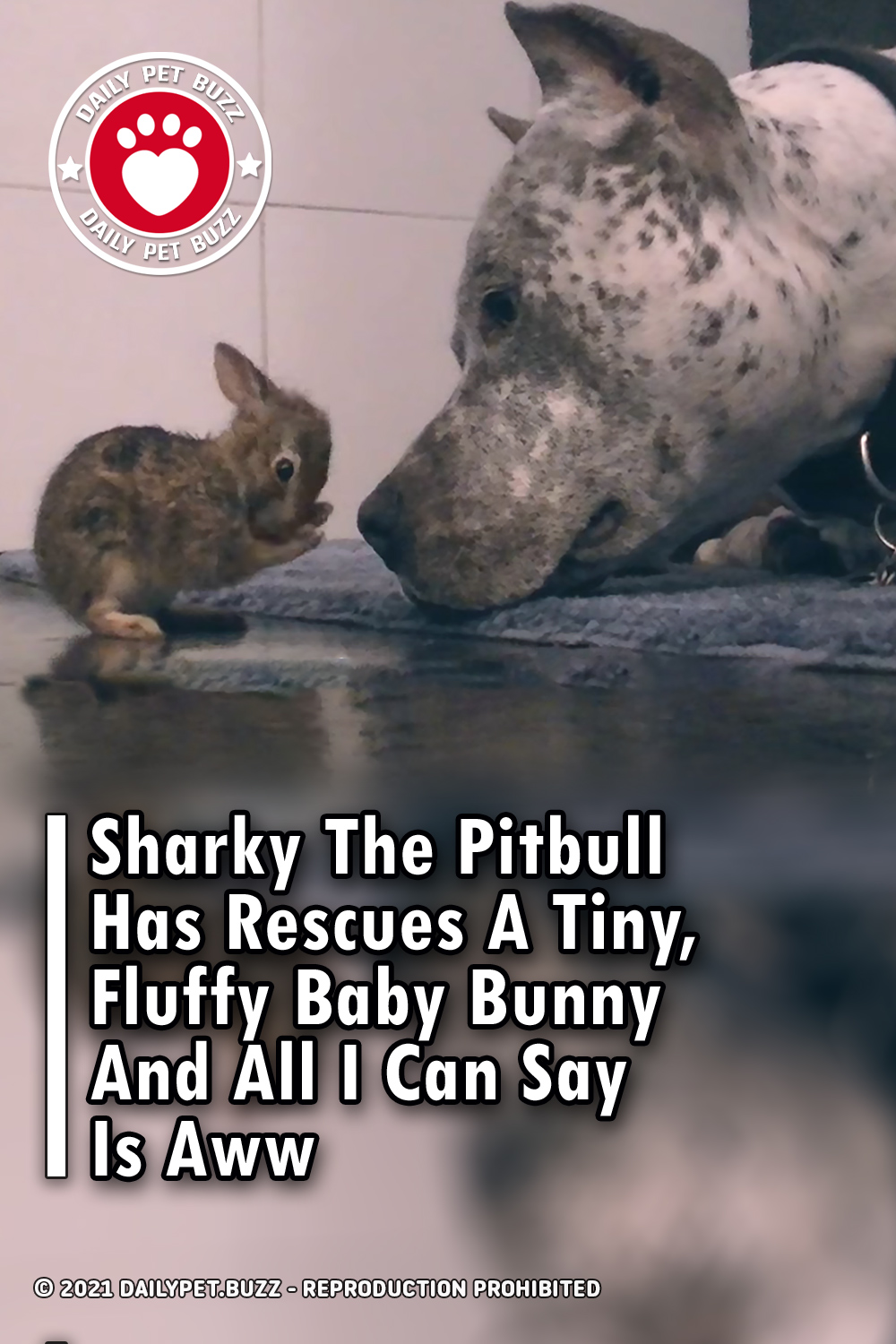 Sharky The Pitbull Has Rescues A Tiny, Fluffy Baby Bunny And All I Can Say Is Aww