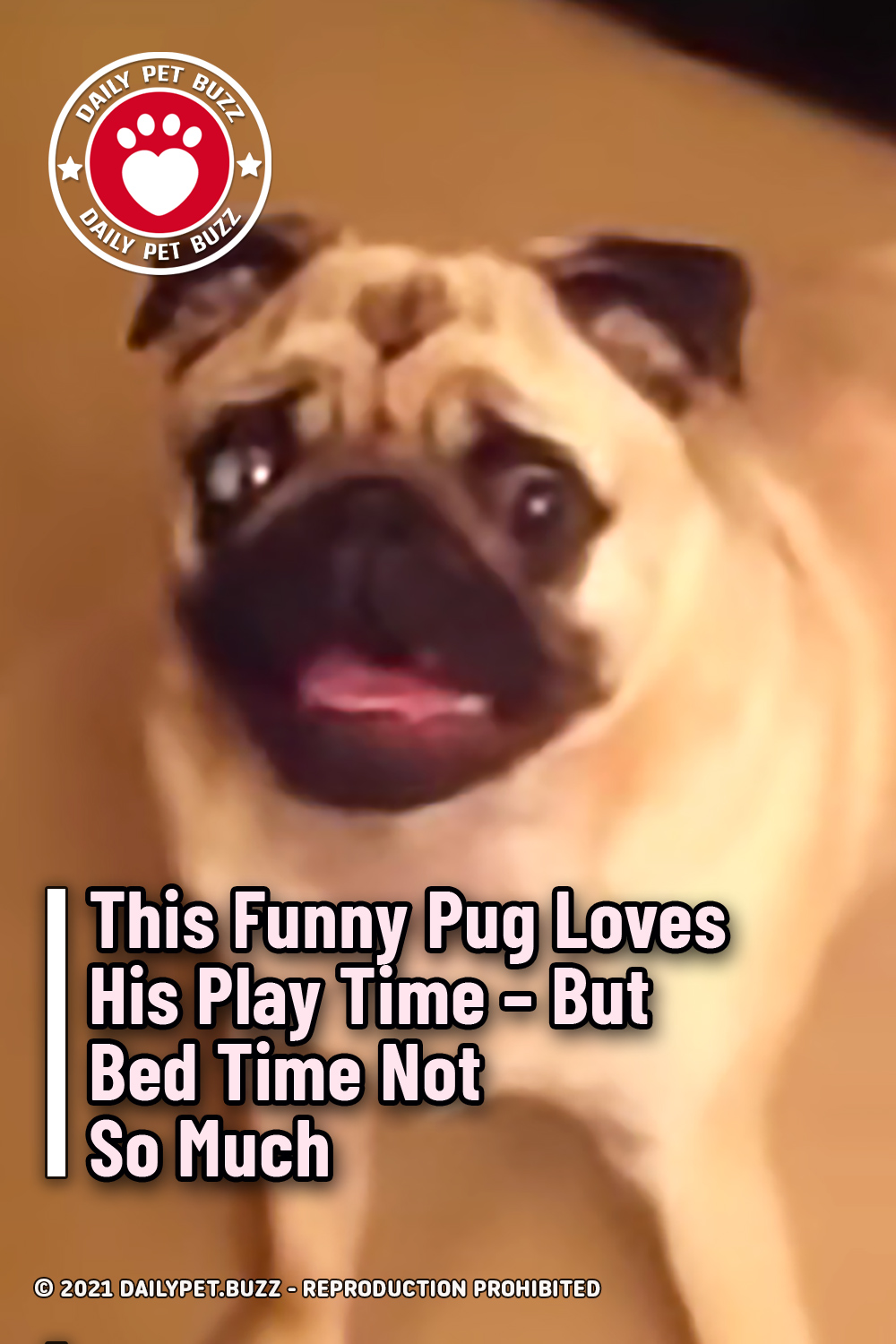 This Funny Pug Loves His Play Time – But Bed Time Not So Much