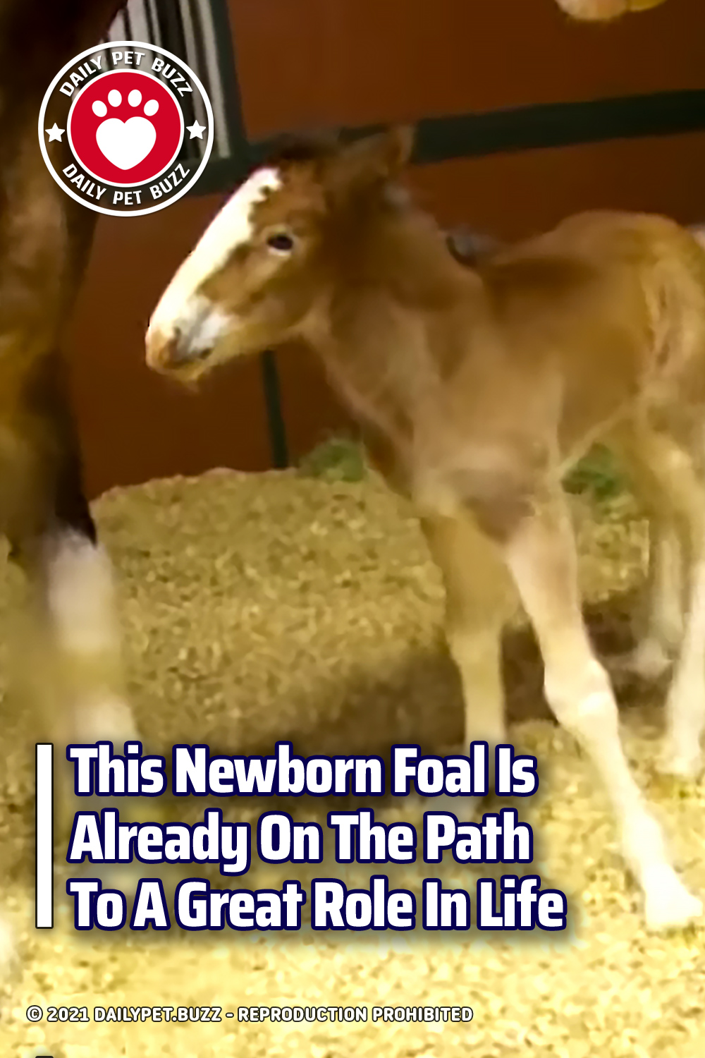 This Newborn Foal Is Already On The Path To A Great Role In Life
