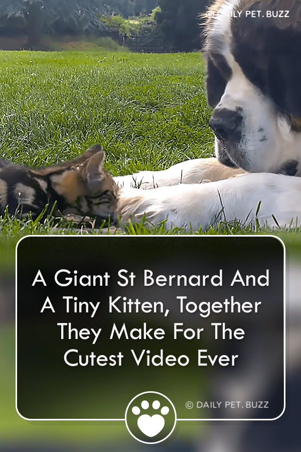 A Giant St Bernard And A Tiny Kitten, Together They Make For The Cutest Video Ever