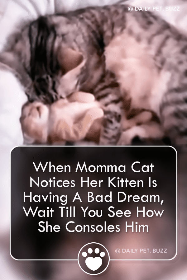 When Momma Cat Notices Her Kitten Is Having A Bad Dream, Wait Till You See How She Consoles Him