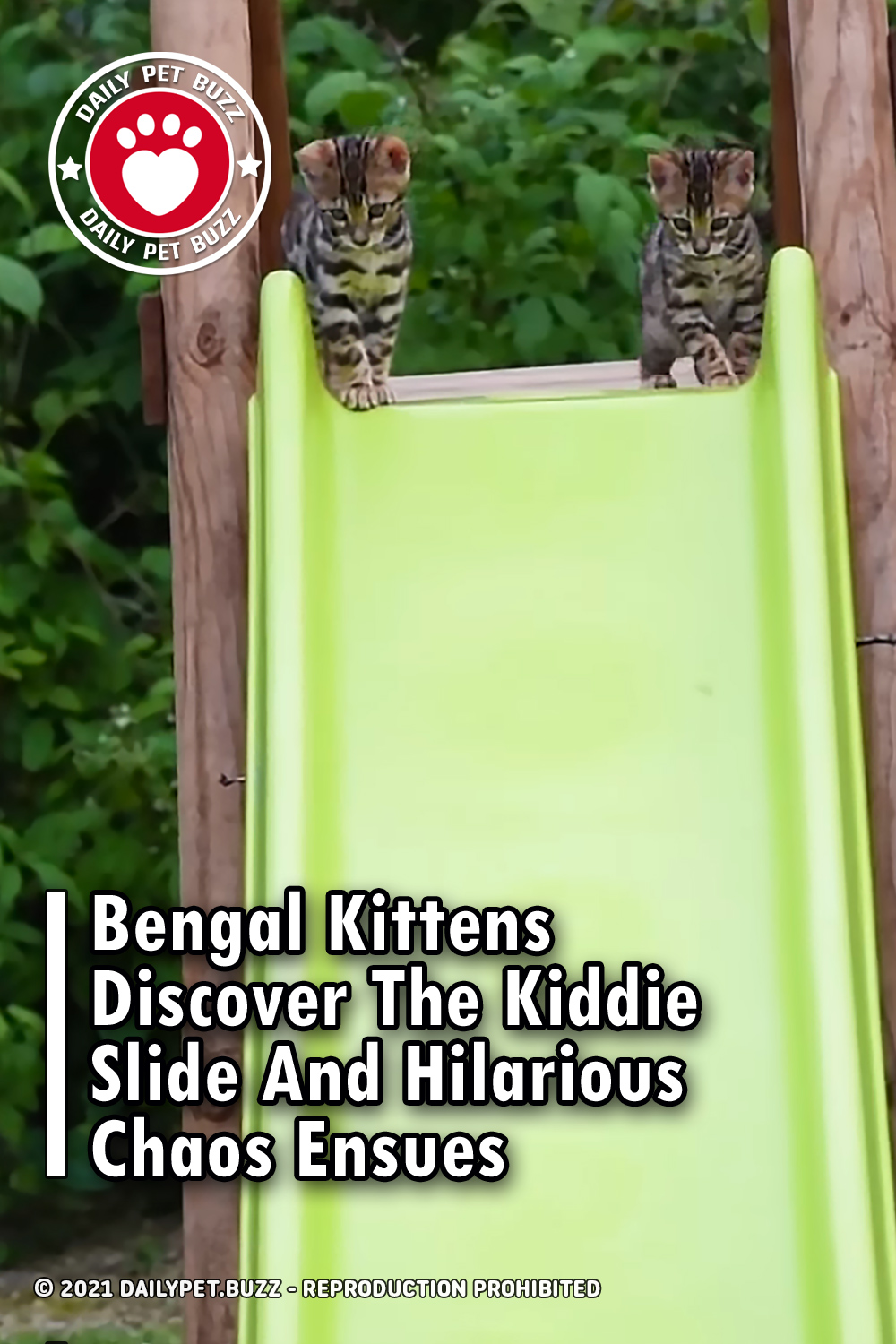 Bengal Kittens Discover The Kiddie Slide And Hilarious Chaos Ensues