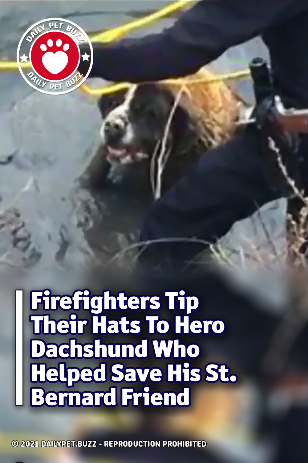 Firefighters Tip Their Hats To Hero Dachshund Who Helped Save His St. Bernard Friend