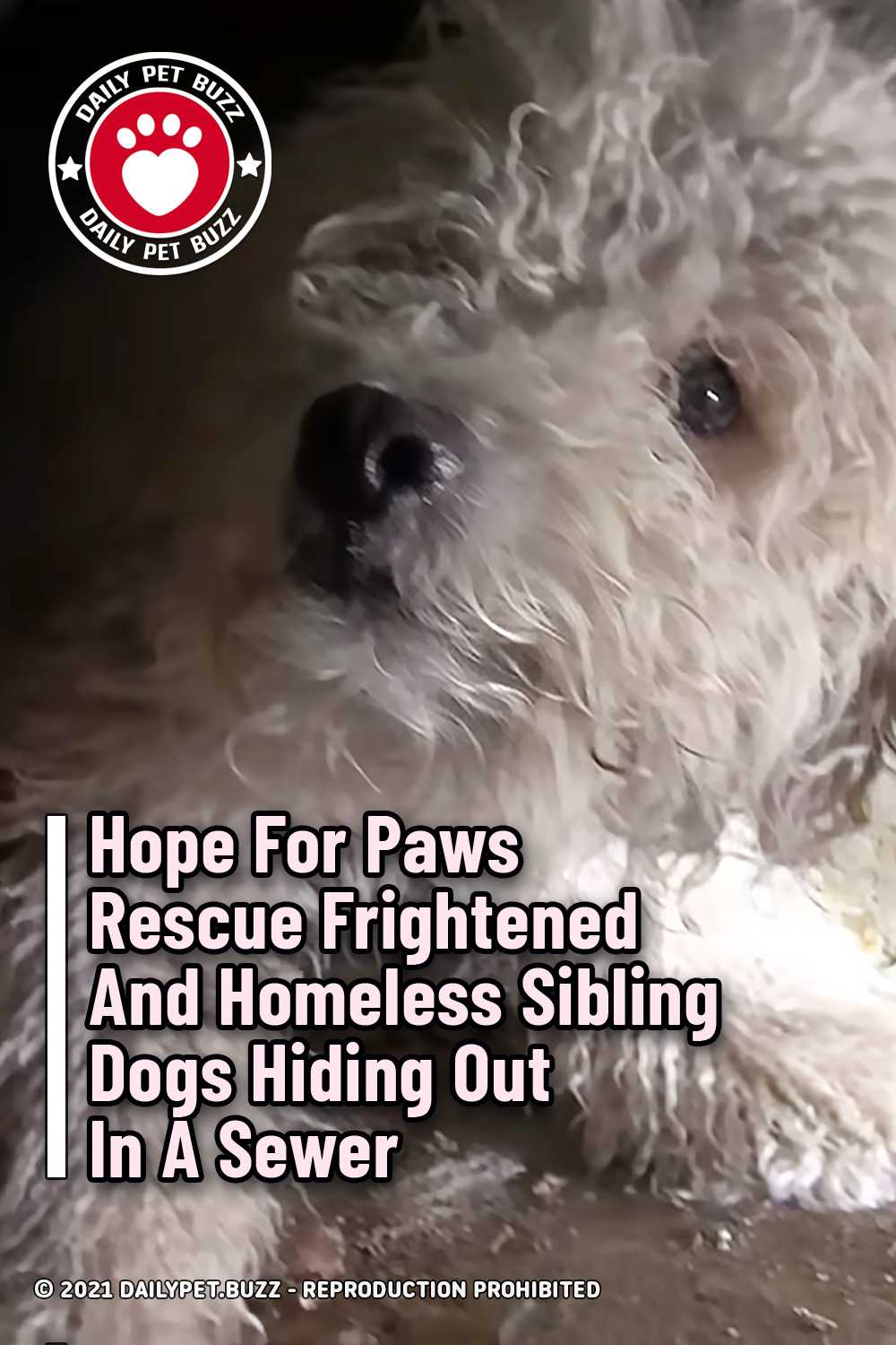 Hope For Paws Rescue Frightened And Homeless Sibling Dogs Hiding Out In A Sewer