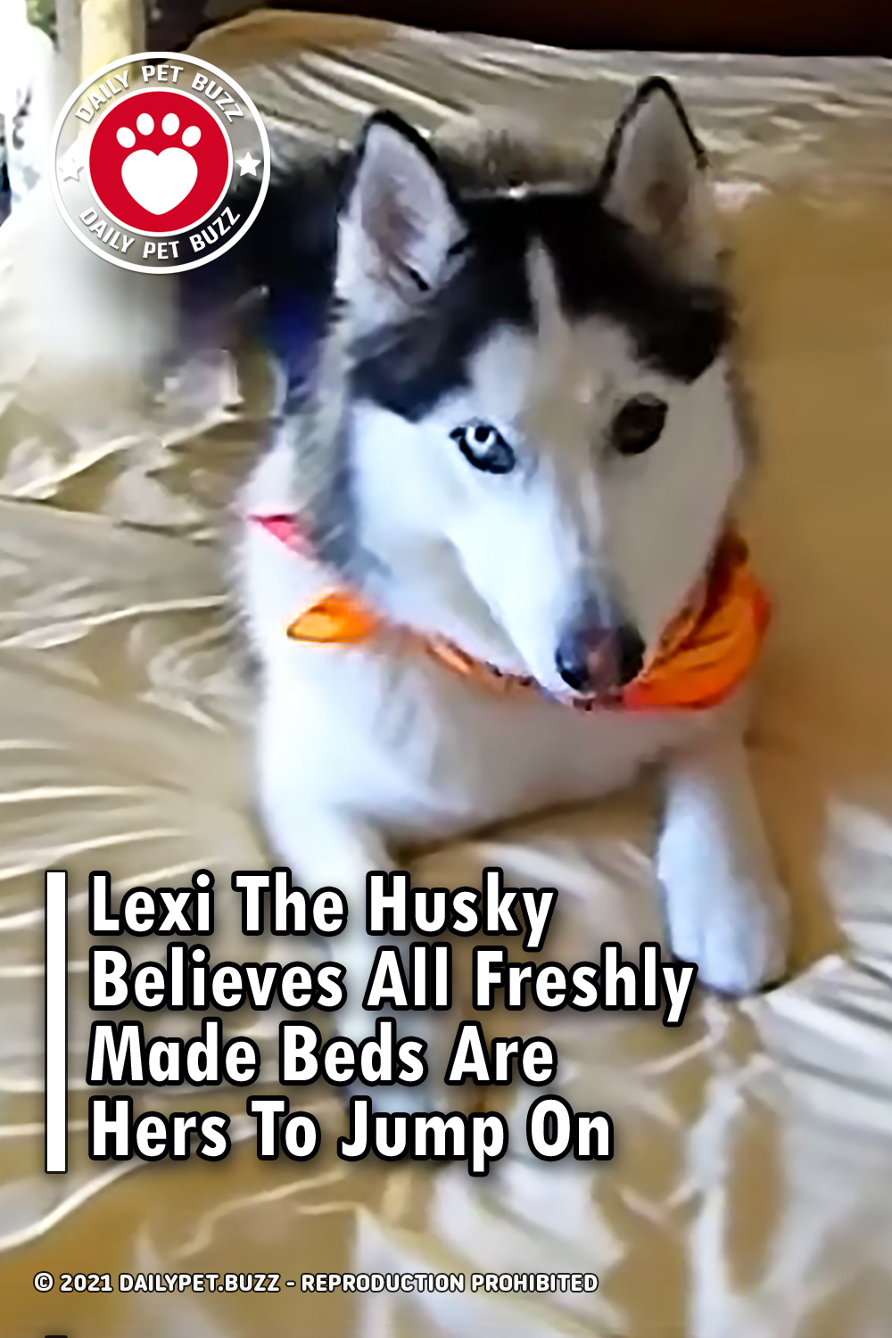Lexi The Husky Believes All Freshly Made Beds Are Hers To Jump On