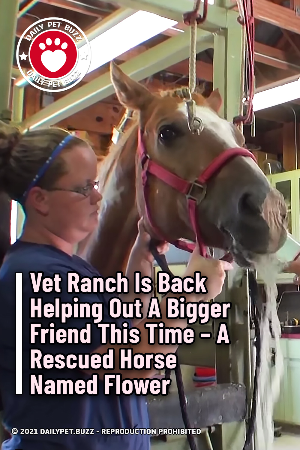 Vet Ranch Is Back Helping Out A Bigger Friend This Time – A Rescued Horse Named Flower
