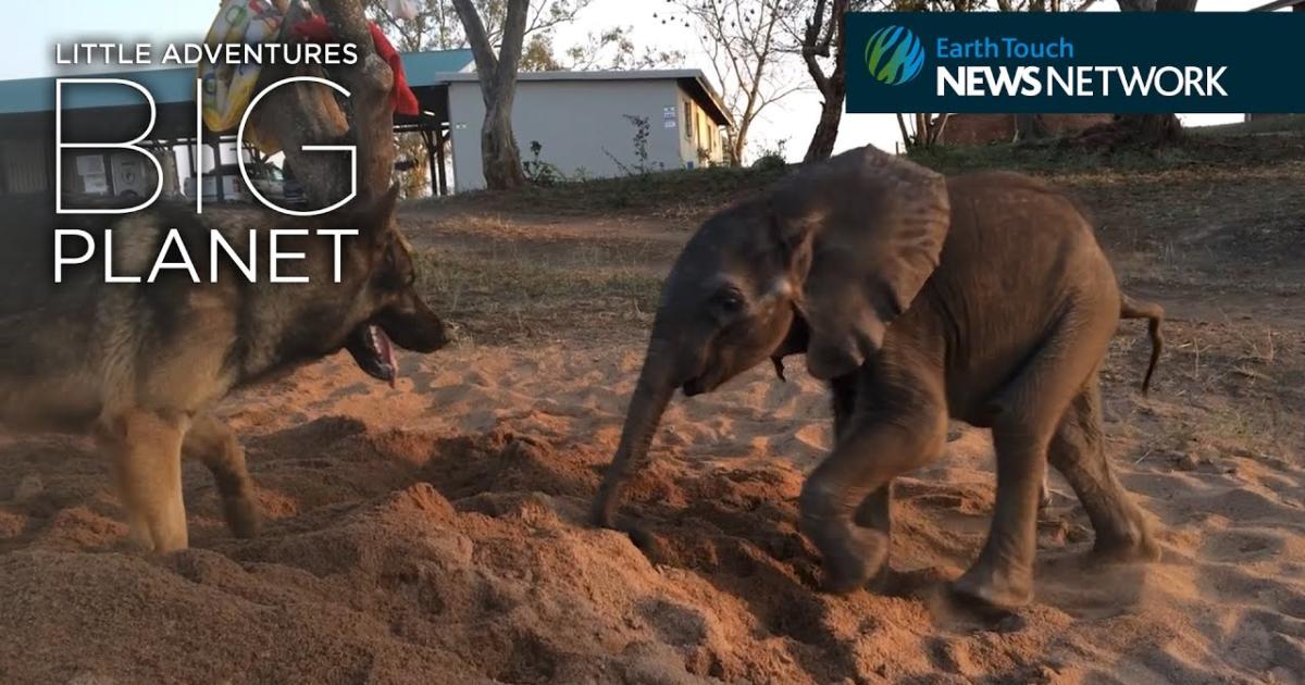 Baby Elephant Was Depressed After Being Rejected By Her Herd. Who Came To Cheer Her Up? Aww