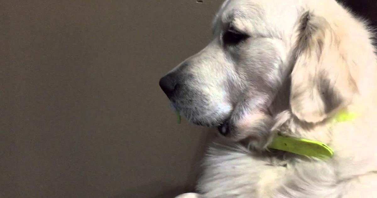 Dog Loves His Baby Pacifier, Watch How He Reacts Does When Dad Tries To
