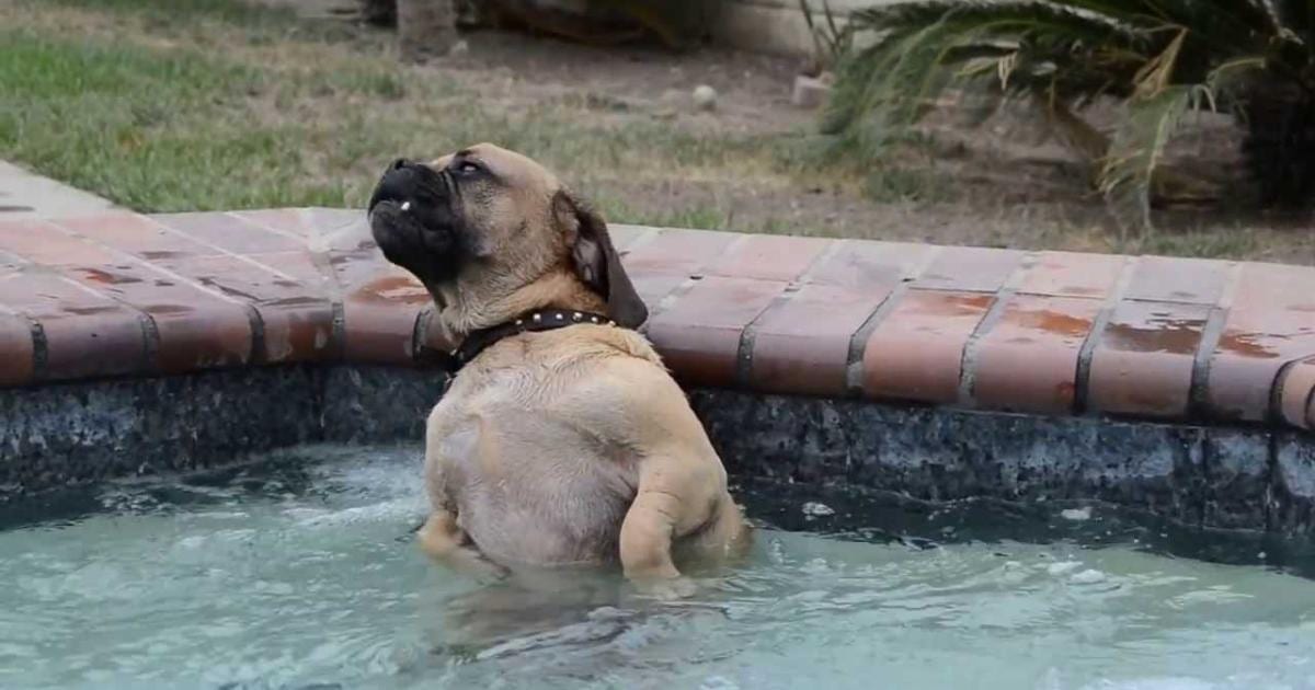 One Hot Dog In Hot Tub Does The Most Hilarious Thing… When You See His