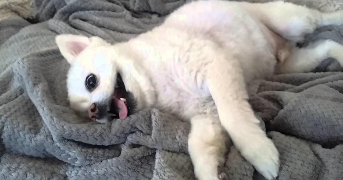 Pomeranian Asks For Belly Rubs In The Cutest Way, And It’s Heart