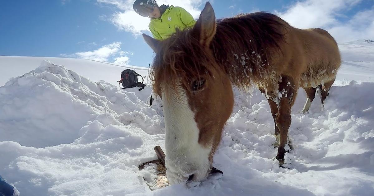 Snowboarder Saved A Stranded Horse In The Freezing Mountains. This