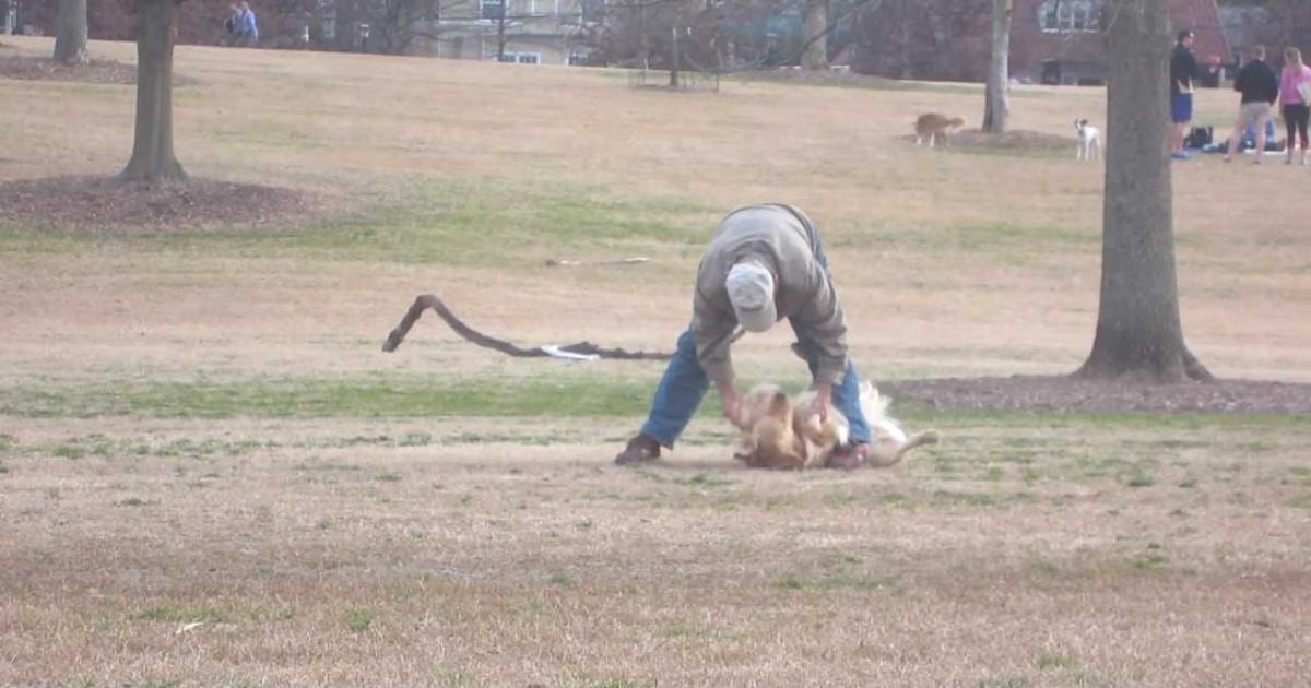 This Stubborn Golden Retriever Absolutely Does Not Want To Leave The Dog Park Pet Buzz