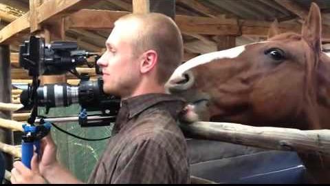 You Won’t Believe How Much This Horse Likes This Tv Crew Member… – Pet Buzz
