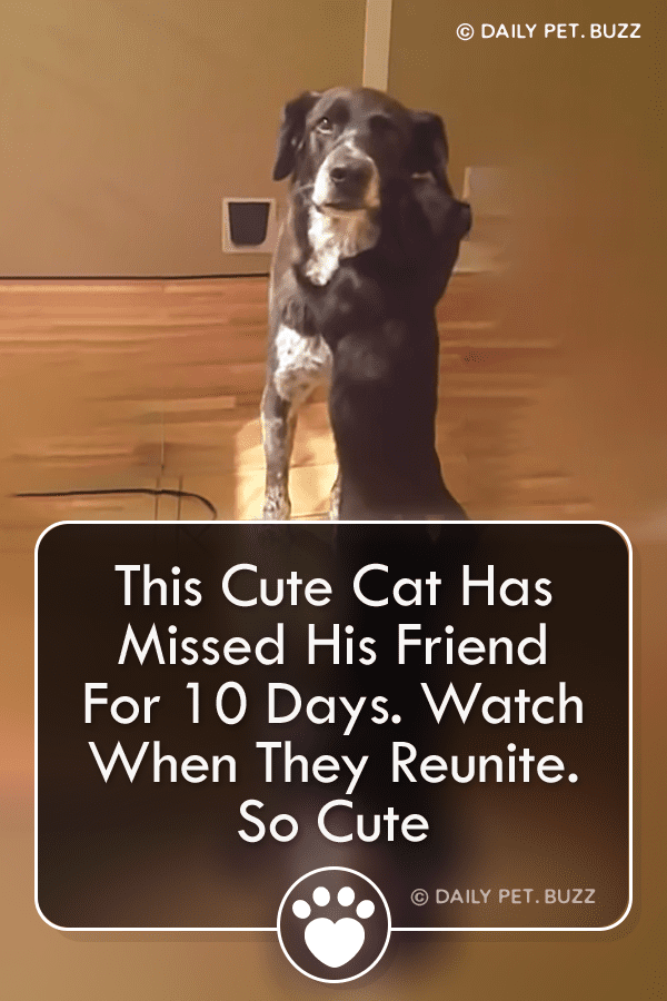 This Cute Cat Has Missed His Friend For 10 Days. Watch When They Reunite. So Cute