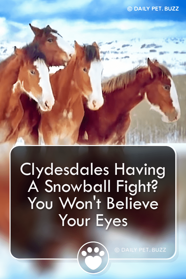 Clydesdales Having A Snowball Fight? You Won\'t Believe Your Eyes