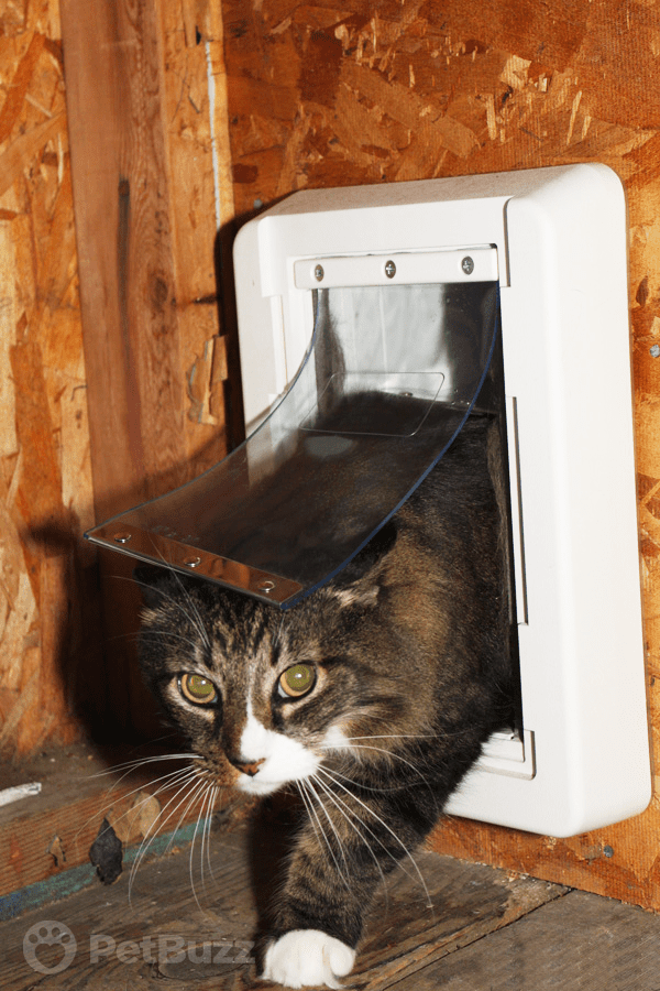 13542-Pinset-He-Spent-2-Hours-Installing-A-Kitty-Door.-But-Philo-The-Cat-Prefers-His-Way-Of-Entering