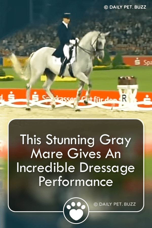 This Stunning Gray Mare Gives An Incredible Dressage Performance