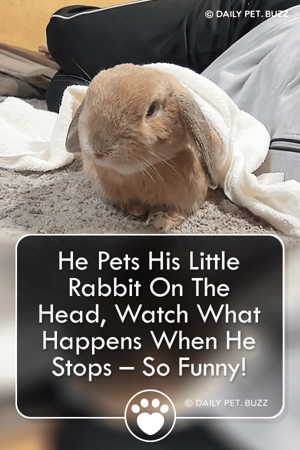 He Pets His Little Rabbit On The Head, Watch What Happens When He Stops – So Funny!