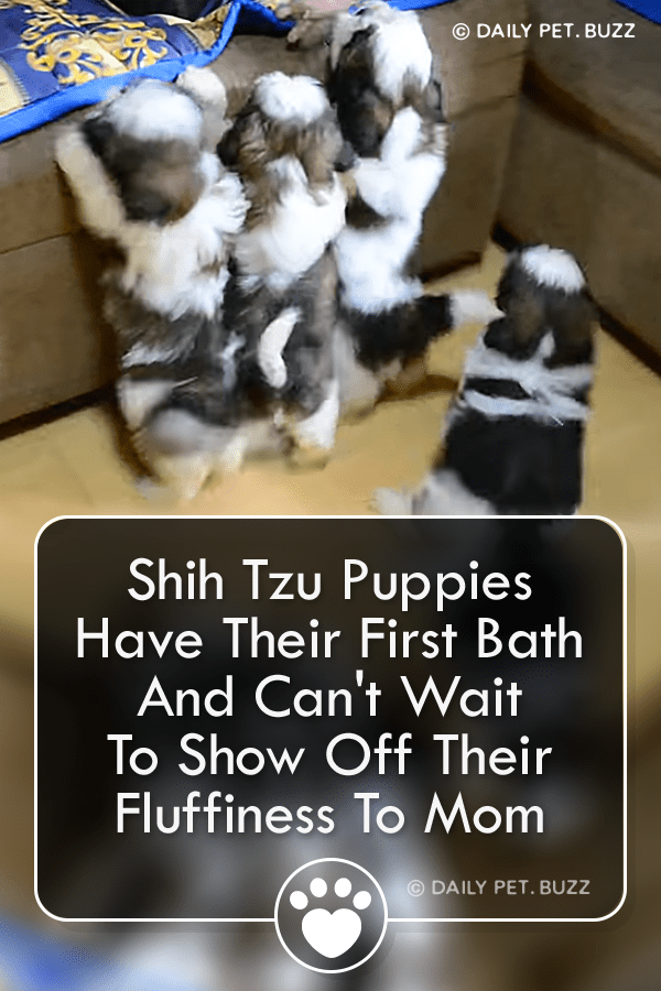 Shih Tzu Puppies Have Their First Bath And Can\'t Wait To Show Off Their Fluffiness To Mom