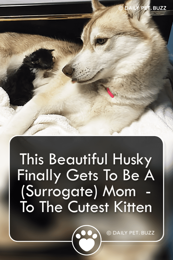 This Beautiful Husky Finally Gets To Be A (Surrogate) Mom  - To The Cutest Kitten
