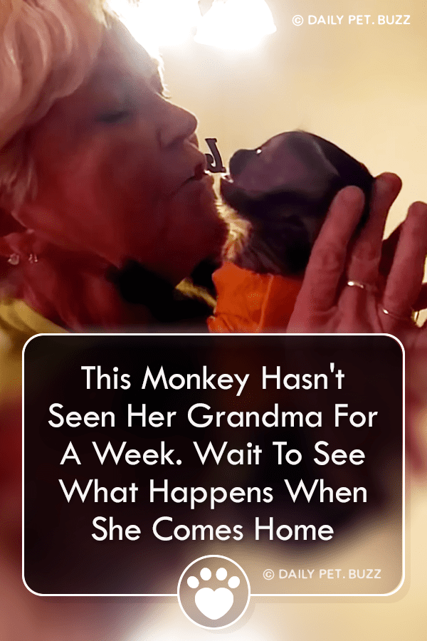 This Monkey Hasn\'t Seen Her Grandma For A Week. Wait To See What Happens When She Comes Home