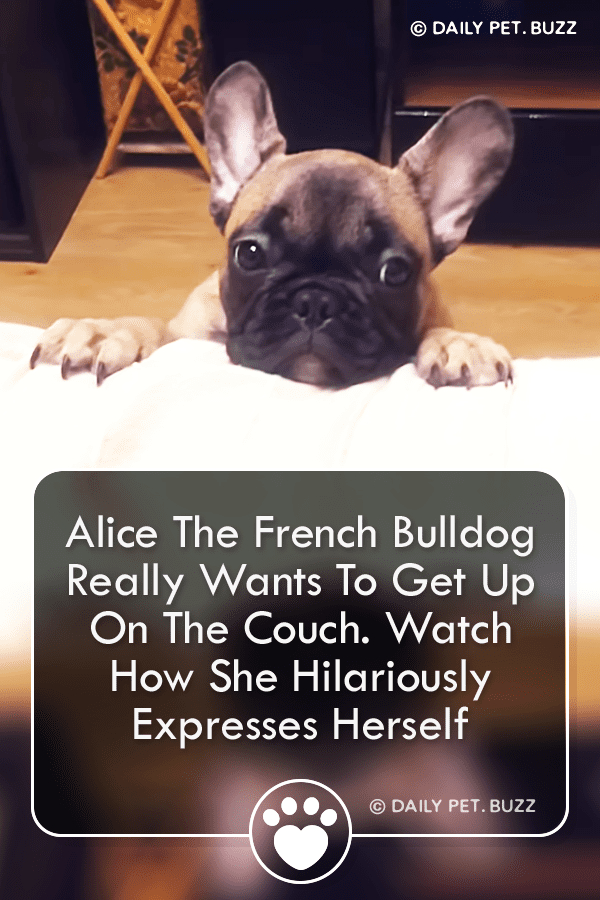 Alice The French Bulldog Really Wants To Get Up On The Couch. Watch How She Hilariously Expresses Herself