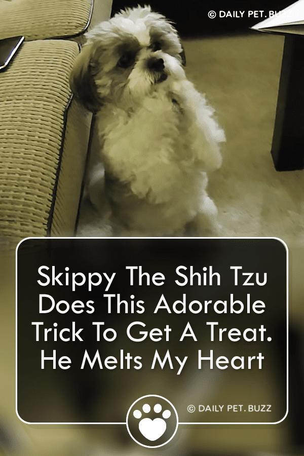 Skippy The Shih Tzu Does This Adorable Trick To Get A Treat. He Melts My Heart
