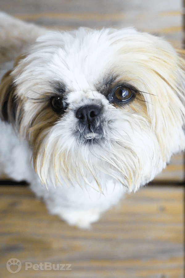 25081-Pinset-Skippy-The-Shih-Tzu-Does-This-Adorable-Trick-To-Get-A-Treat.-He-Melts-My-Heart