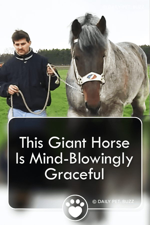 This Giant Horse Is Mind-Blowingly Graceful