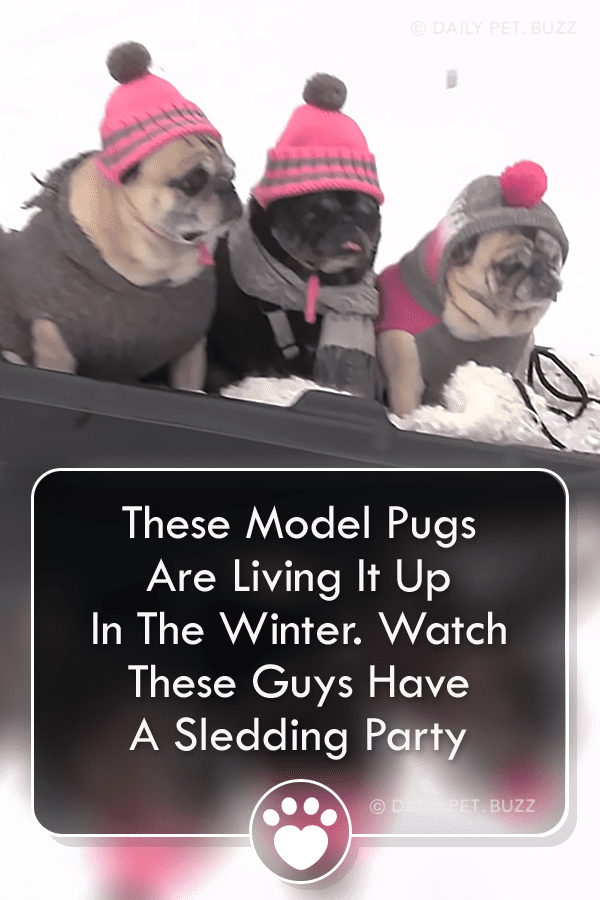These Model Pugs Are Living It Up In The Winter. Watch These Guys Have A Sledding Party