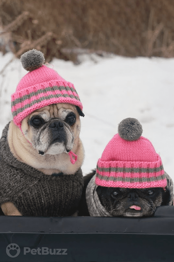 30495-Pinset-These-Model-Pugs-Are-Living-It-Up-In-The-Winter.-Watch-These-Guys-Have-A-Sledding-Party