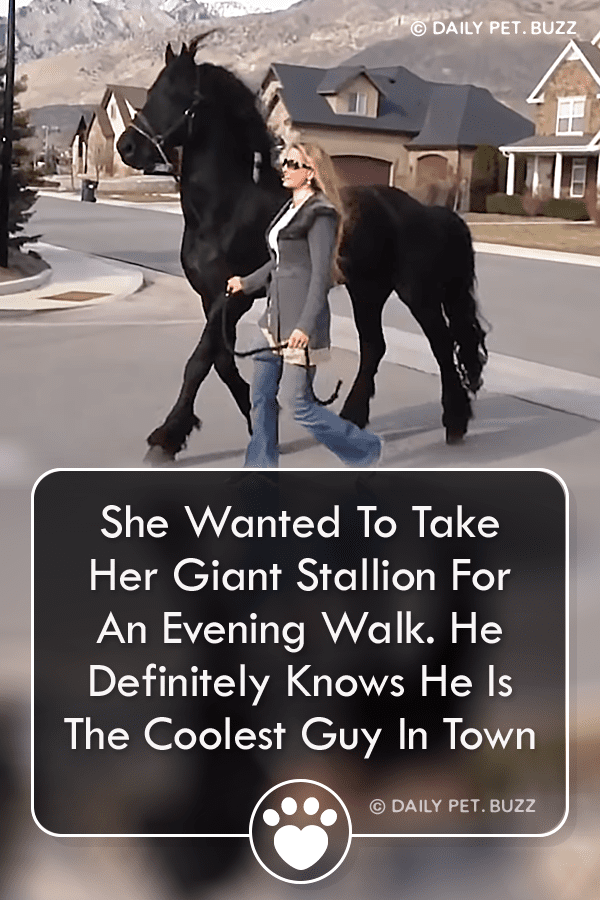 She Wanted To Take Her Giant Stallion For An Evening Walk. He Definitely Knows He Is The Coolest Guy In Town