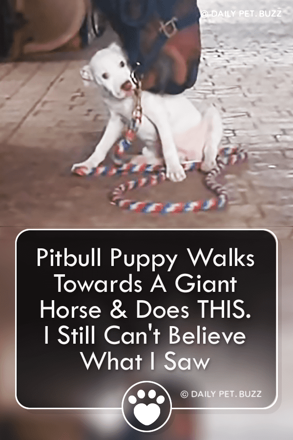 Pitbull Puppy Walks Towards A Giant Horse & Does THIS. I Still Can\'t Believe What I Saw