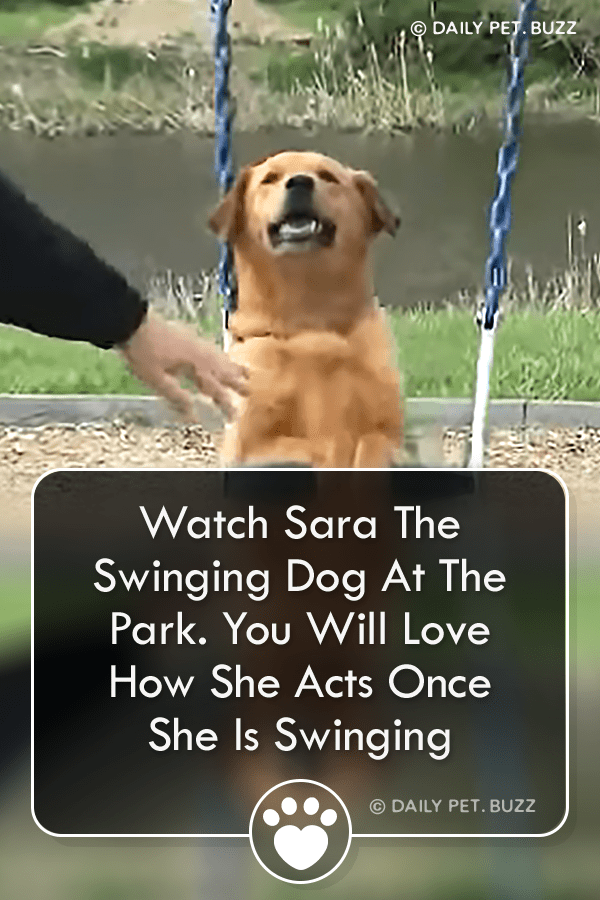 Watch Sara The Swinging Dog At The Park. You Will Love How She Acts Once She Is Swinging