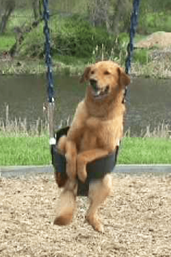 40524-Pinset-Watch-Sara-The-Swinging-Dog-At-The-Park.-You-Will-Love-How-She-Acts-Once-She-Is-Swinging