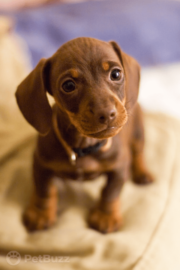 4842-Pinset-Watch-This-Precious-Puppy-Politely-Ask-For-A-Treat.-This-Is-So-Adorable