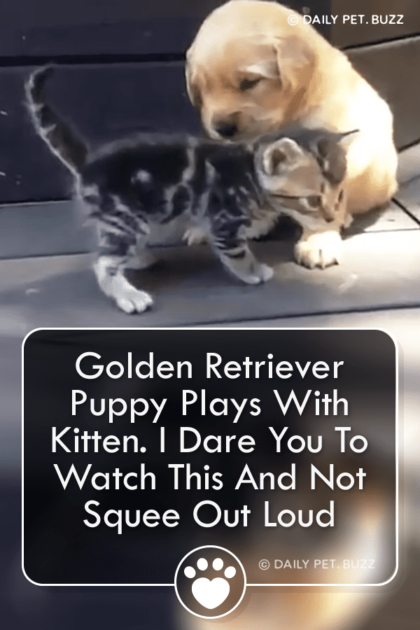 Golden Retriever Puppy Plays With Kitten. I Dare You To Watch This And Not Squee Out Loud