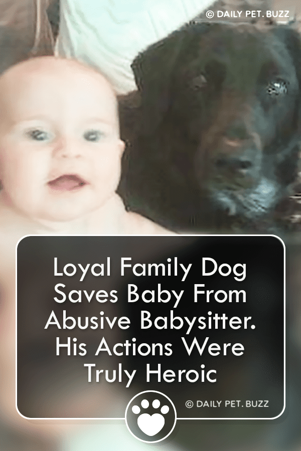 Loyal Family Dog Saves Baby From Abusive Babysitter. His Actions Were Truly Heroic