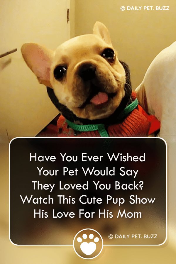 Have You Ever Wished Your Pet Would Say They Loved You Back? Watch This Cute Pup Show His Love For His Mom
