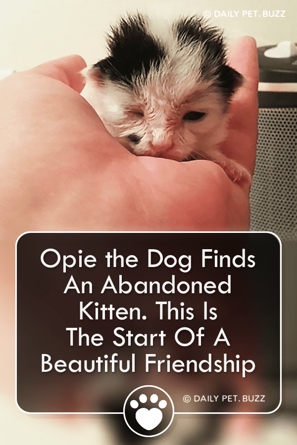 Opie the Dog Finds An Abandoned Kitten. This Is The Start Of A Beautiful Friendship