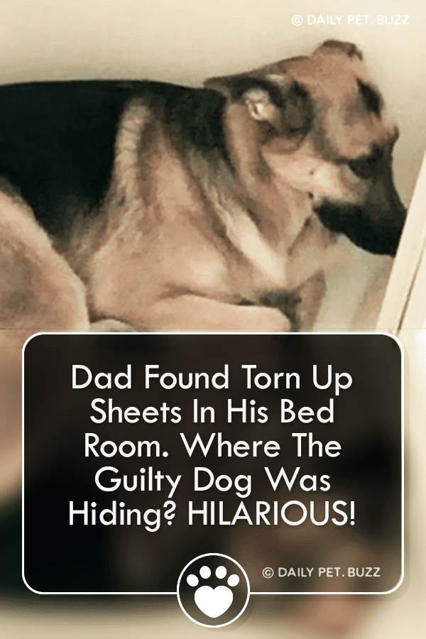 Dad Found Torn Up Sheets In His Bed Room. Where The Guilty Dog Was Hiding? HILARIOUS!