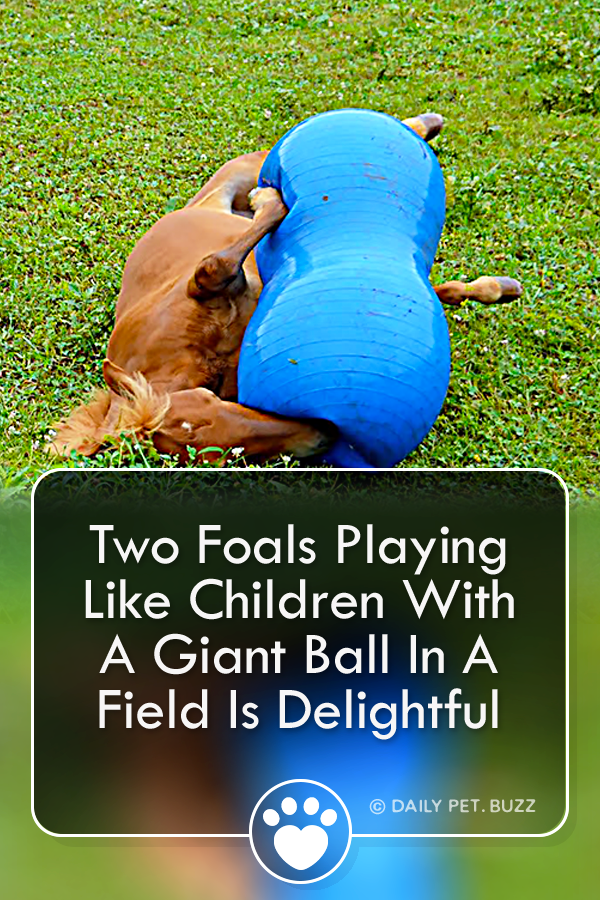 Two Foals Playing Like Children With A Giant Ball In A Field Is Delightful