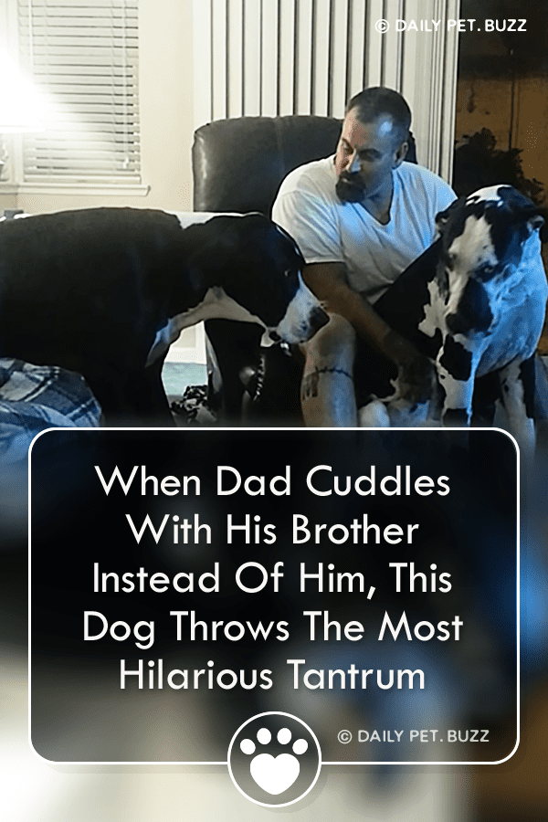 When Dad Cuddles With His Brother Instead Of Him, This Dog Throws The Most Hilarious Tantrum