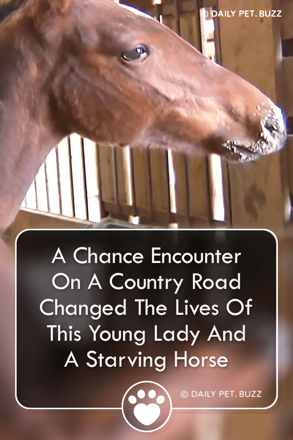 A Chance Encounter On A Country Road, Changed The Lives Of This Young Lady And A Starving Horse