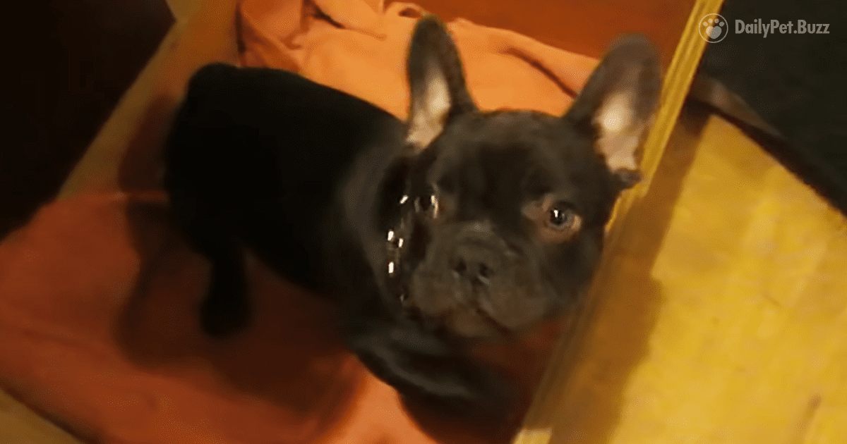 This Little Frenchie Is Determined Not To Go To Bed