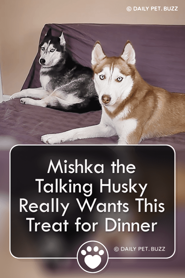 Mishka the Talking Husky Really Wants This Treat for Dinner