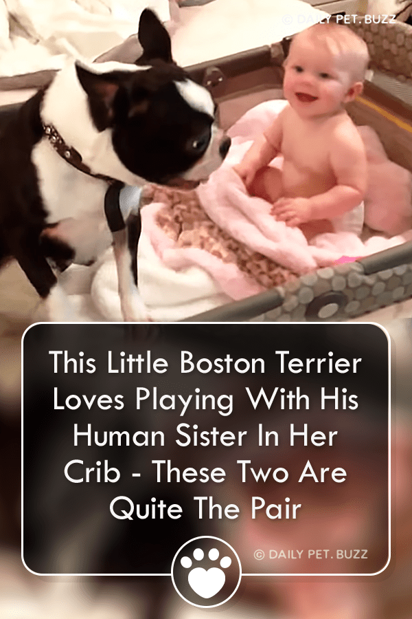 This Little Boston Terrier Loves Playing With His Human Sister In Her Crib - These Two Are Quite The Pair