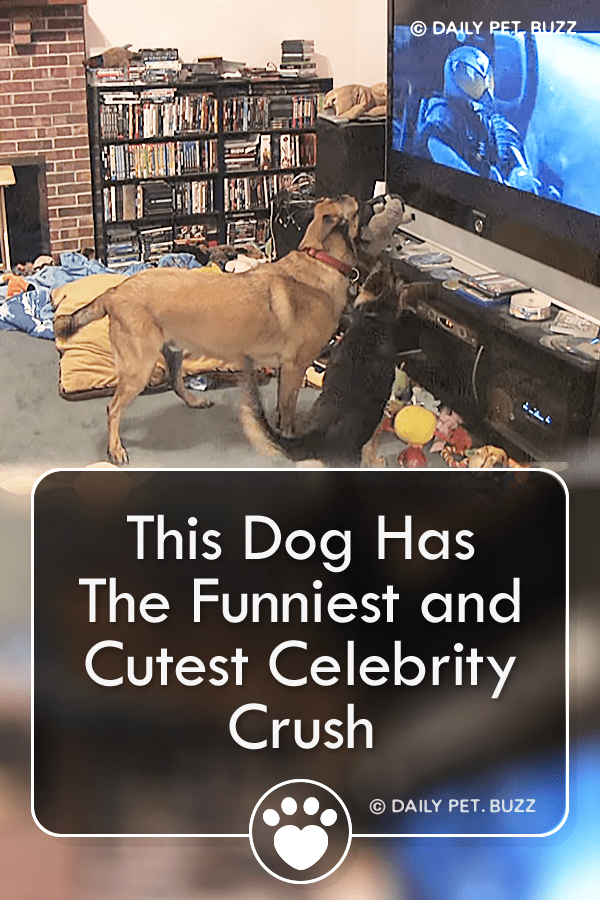 This Dog Has The Funniest and Cutest Celebrity Crush