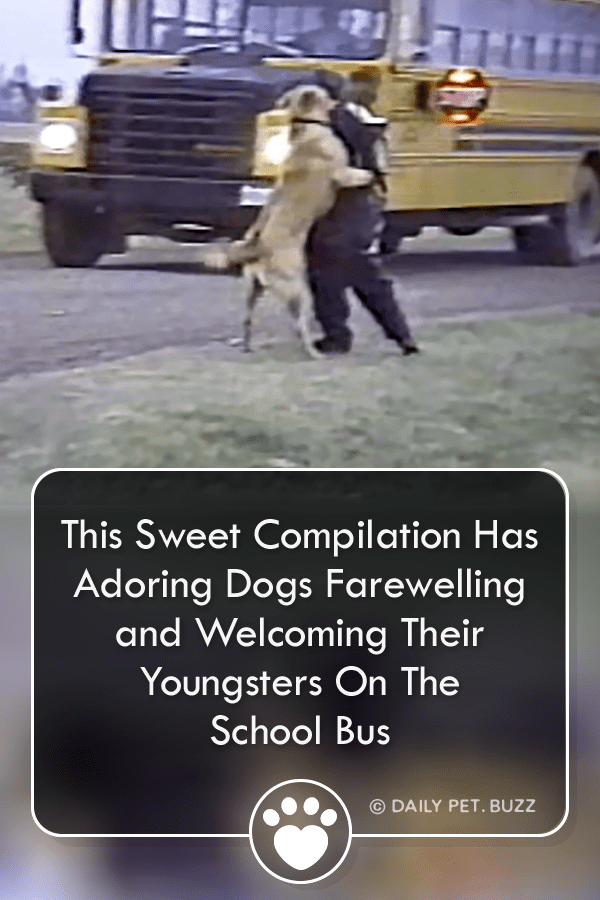 This Sweet Compilation Has Adoring Dogs Farewelling and Welcoming Their Youngsters On The School Bus