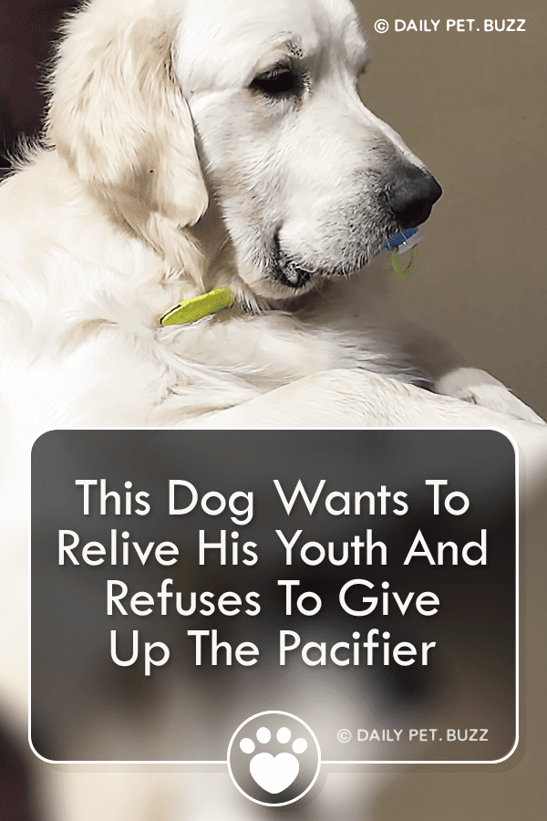 This Dog Wants To Relive His Youth And Refuses To Give Up The Pacifier
